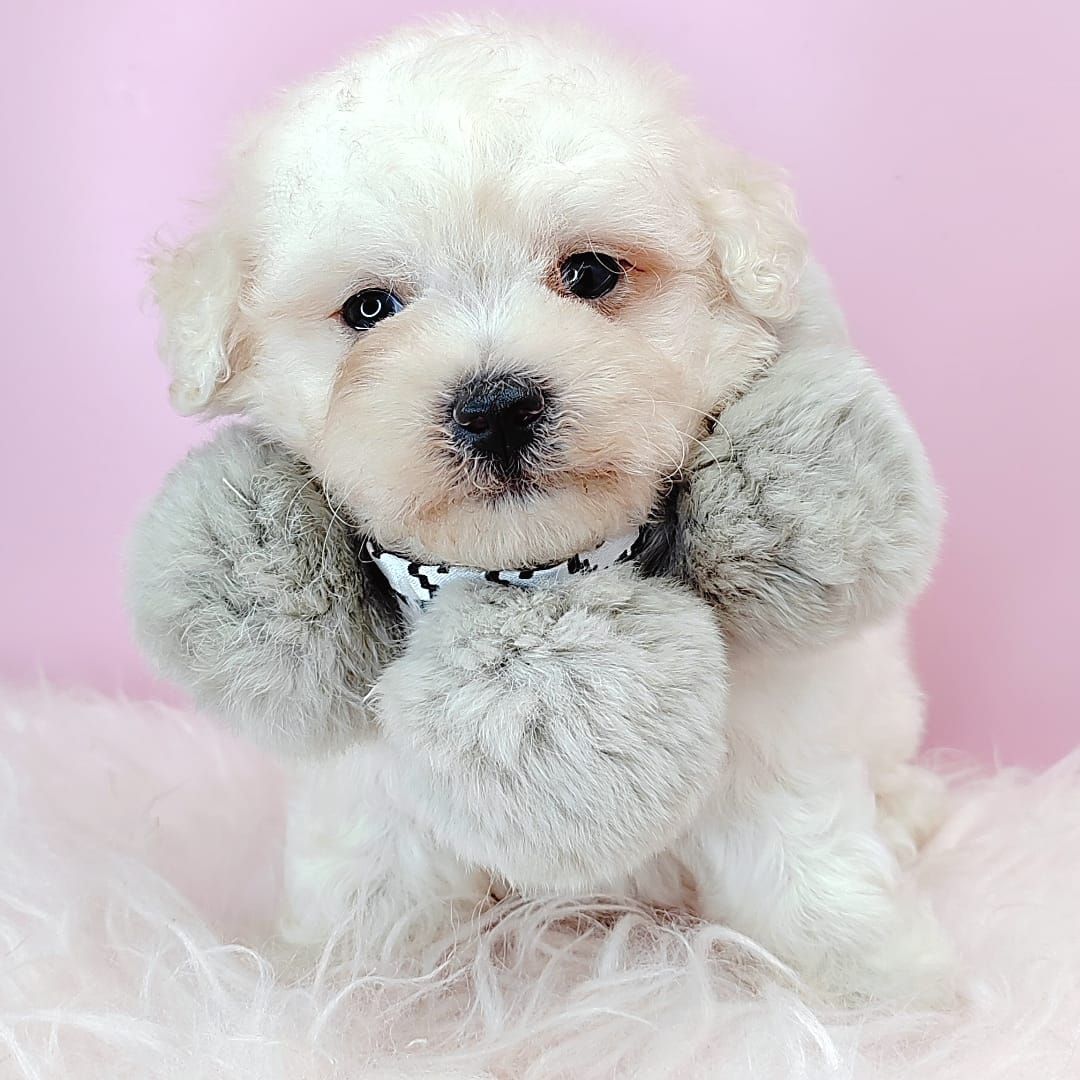 Poodle 娉拌开璐靛