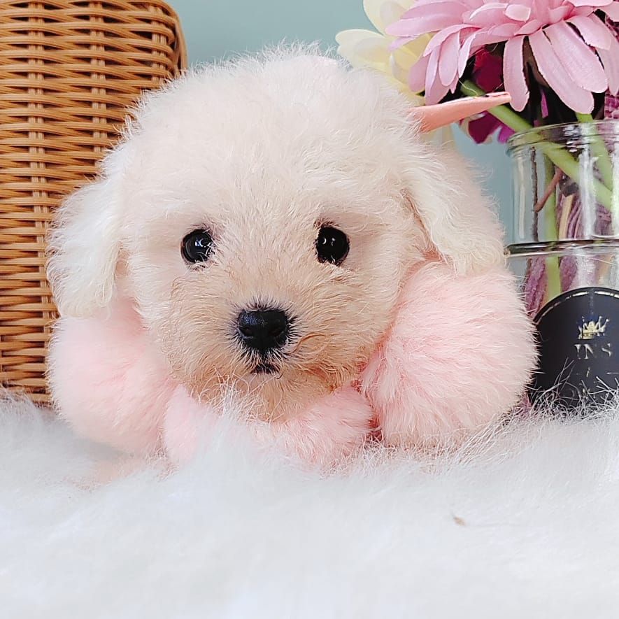 Maltipoo 马尔泰迪