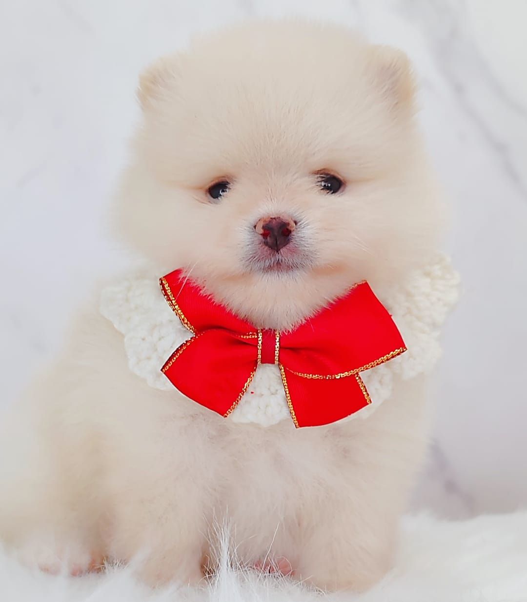 Pomeranian 博美