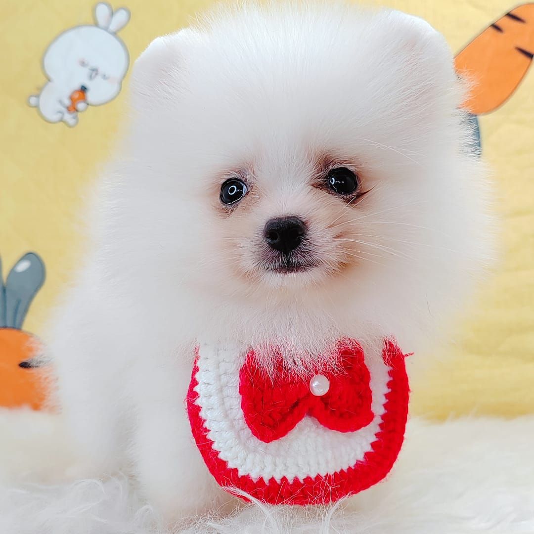 Pomeranian 博美