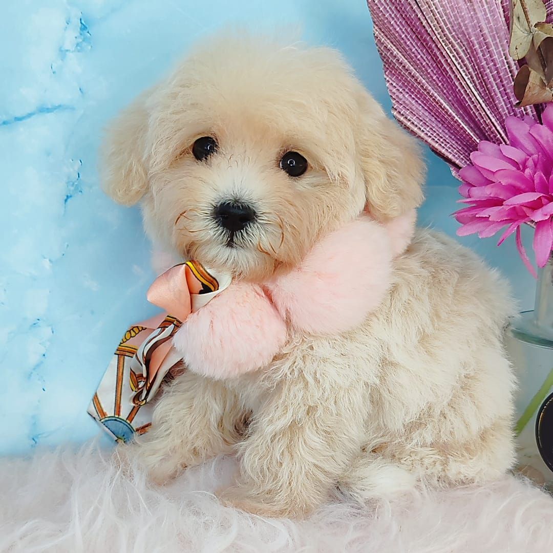 Maltipoo 马尔泰迪