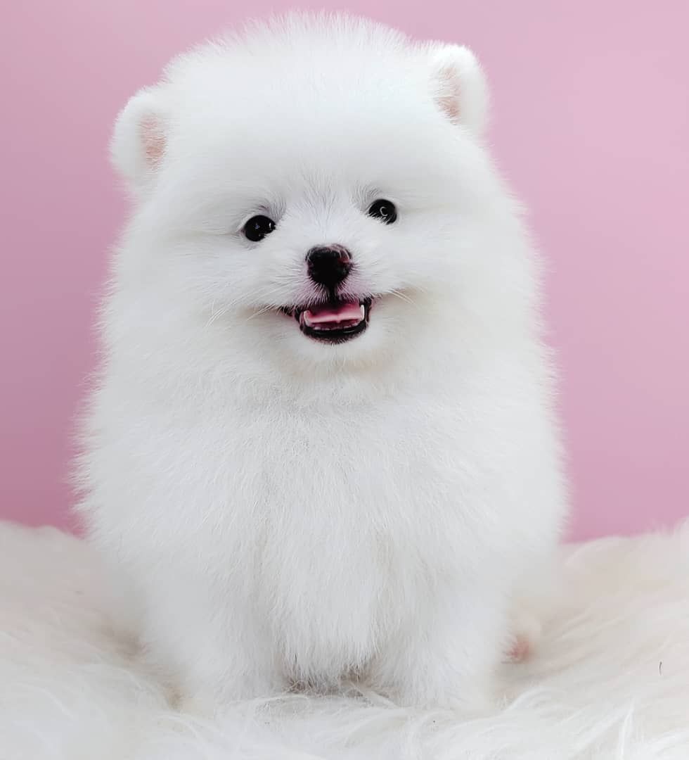 Pomeranian 博美