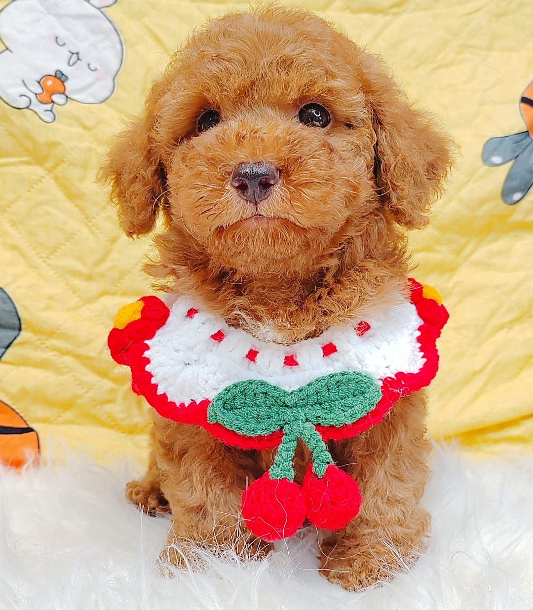 Poodle 娉拌开璐靛