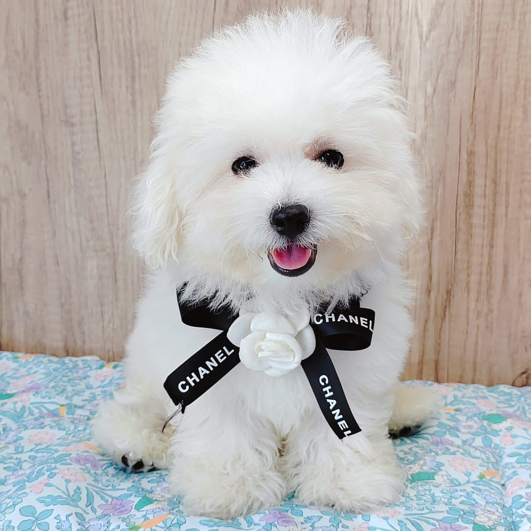 Poodle 娉拌开璐靛
