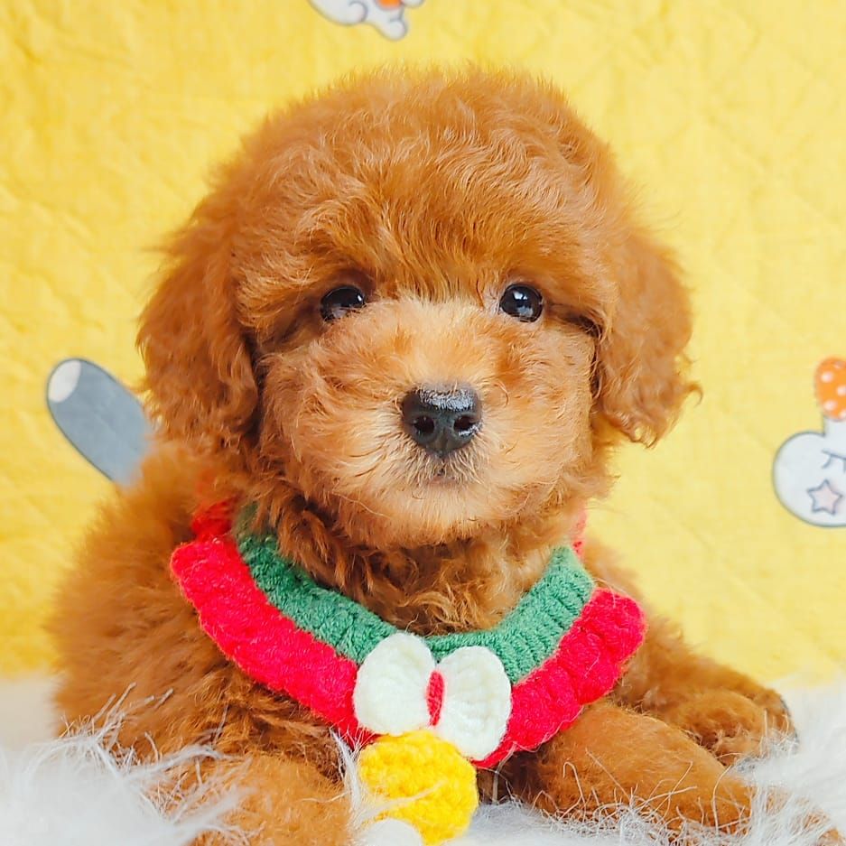 Poodle 娉拌开璐靛