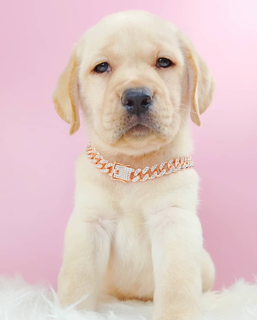 Labrador Retriever 拉布拉多