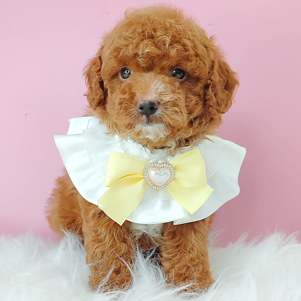 Poodle 娉拌开璐靛