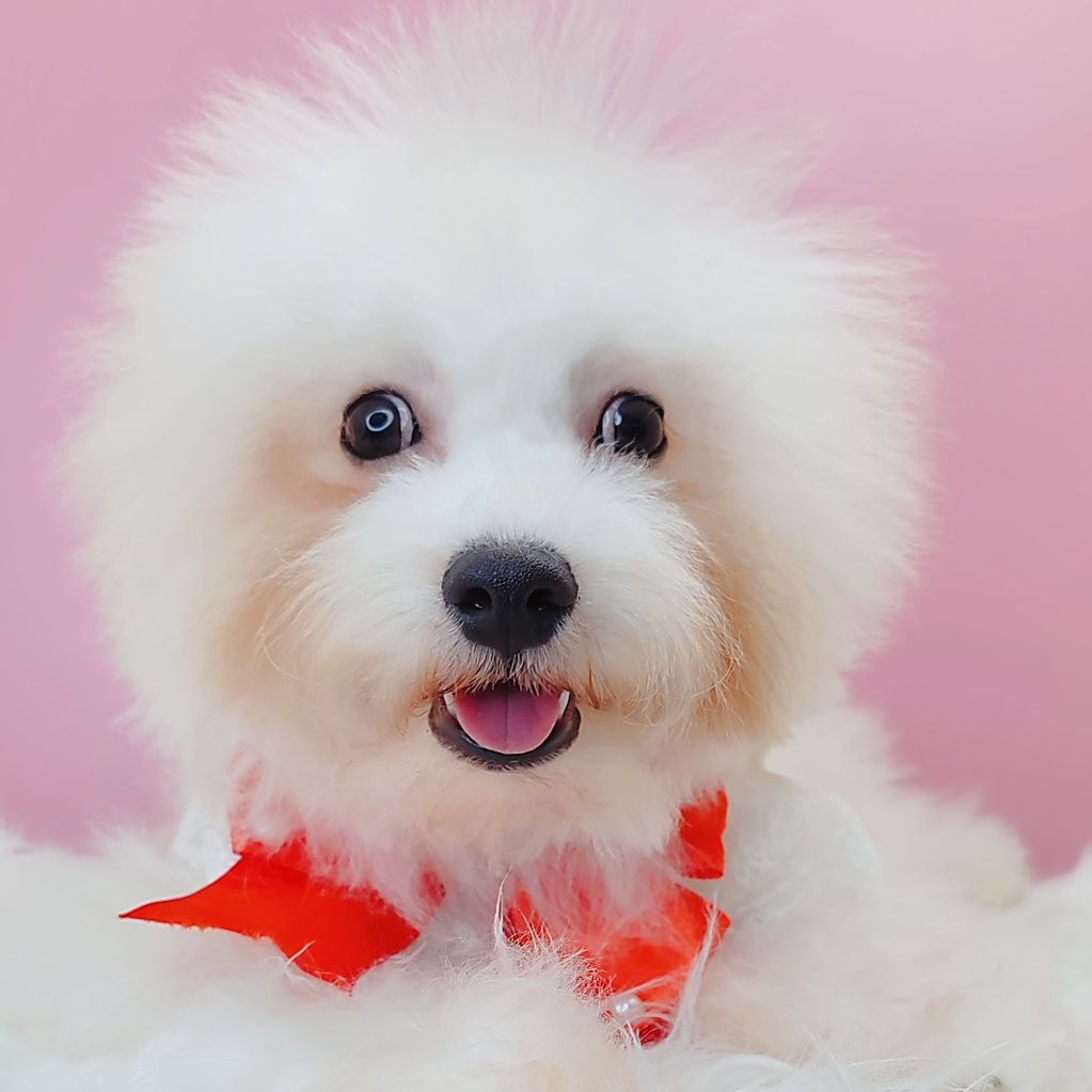Maltipoo 马尔泰迪