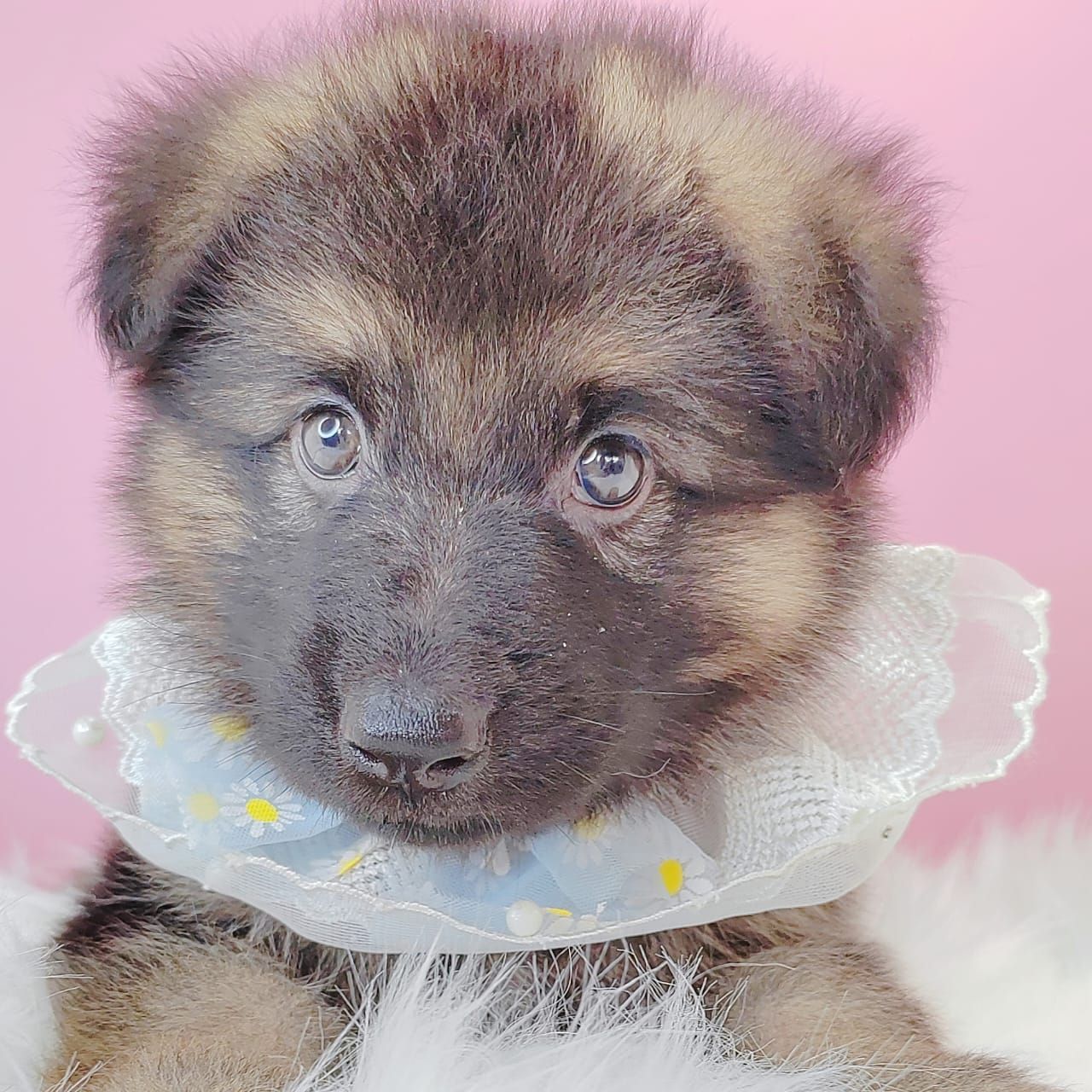 German Shepherd 德国牧羊犬