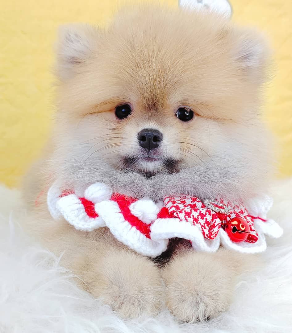 Pomeranian 博美