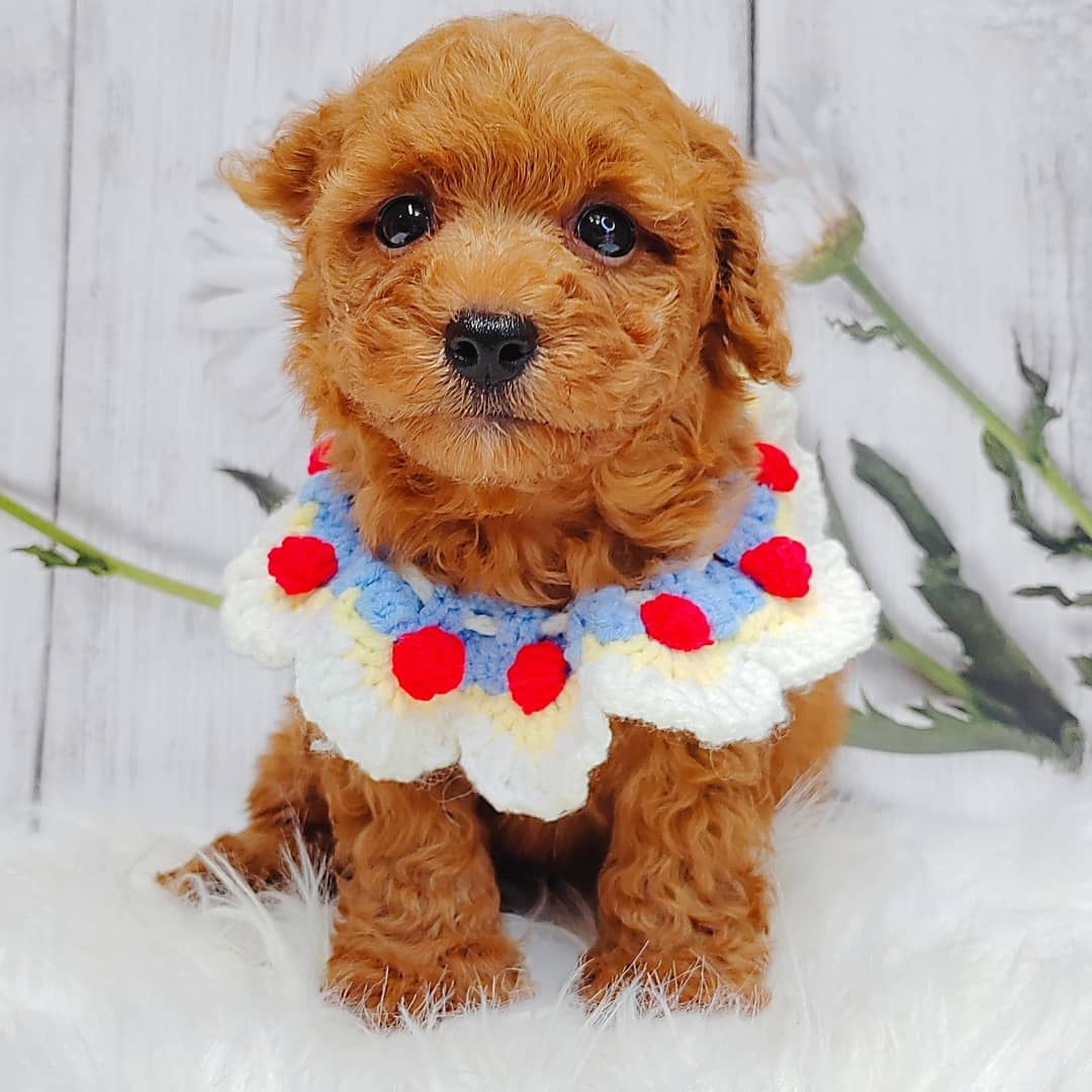 Poodle 娉拌开璐靛