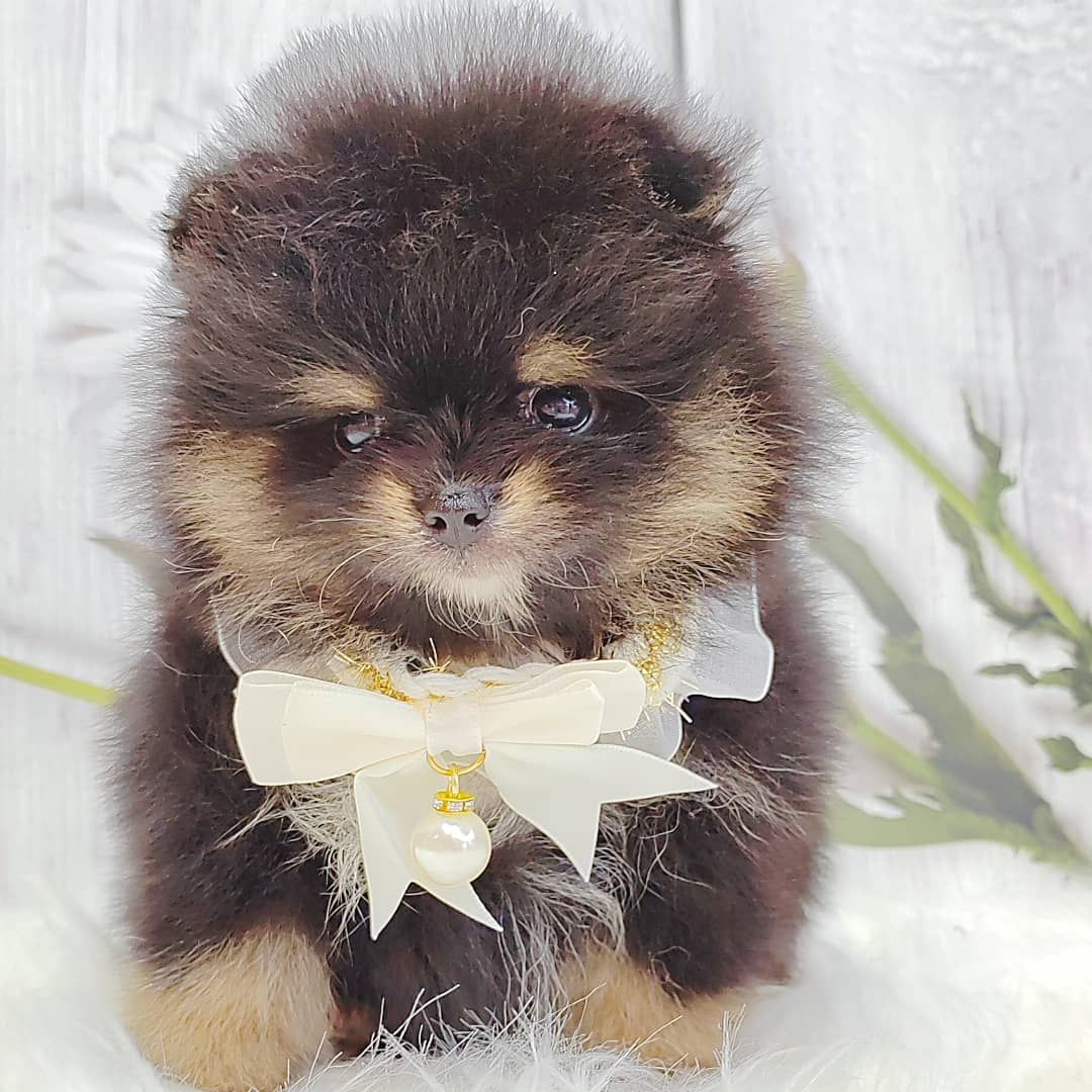 Pomeranian 博美