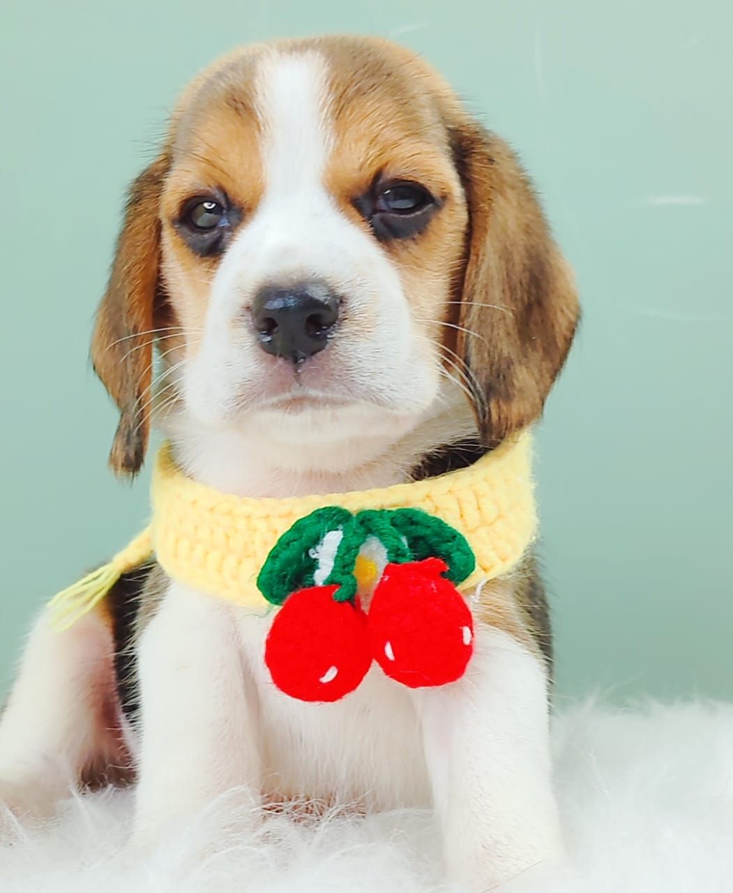 Beagle 米格鲁