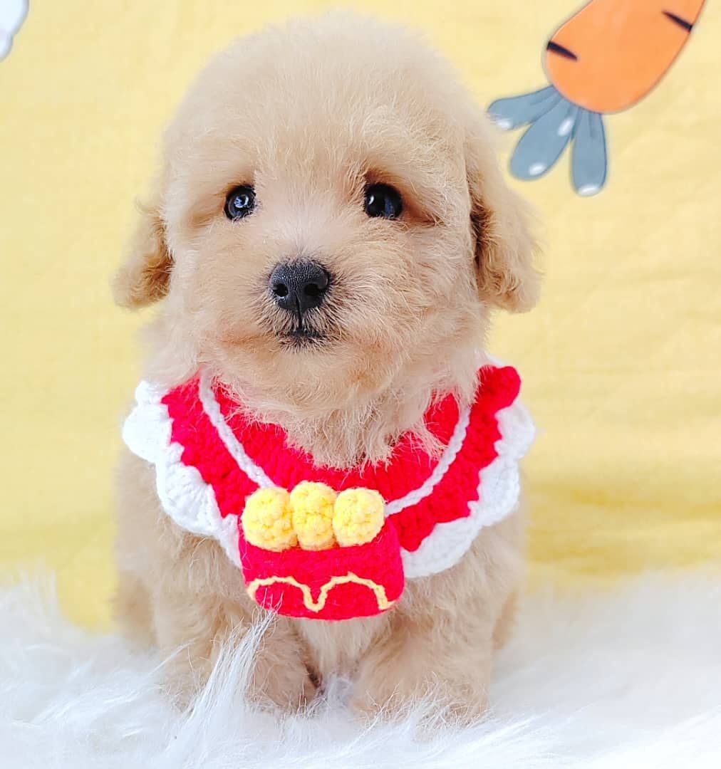 Poodle 娉拌开璐靛