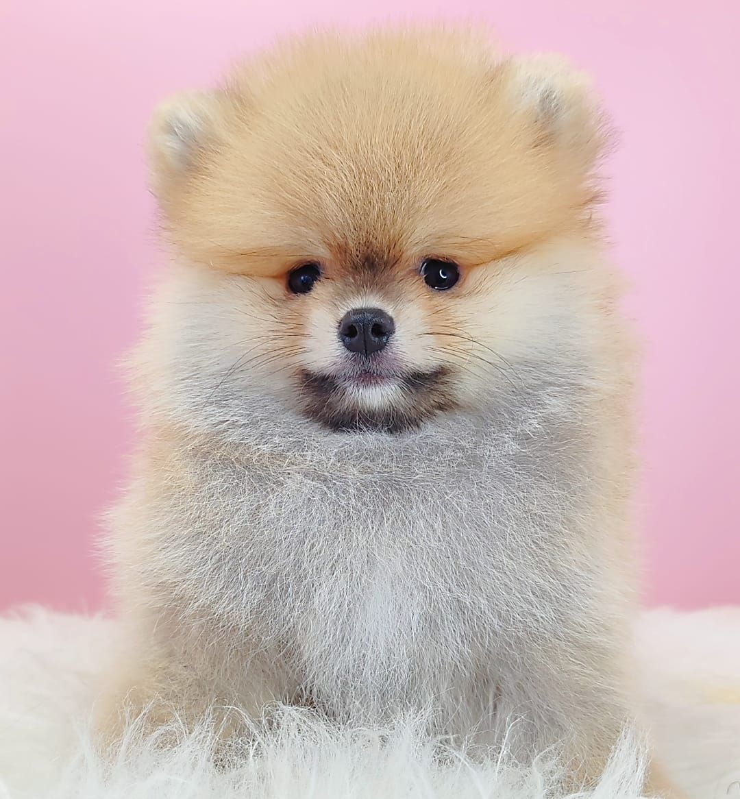 Pomeranian 博美