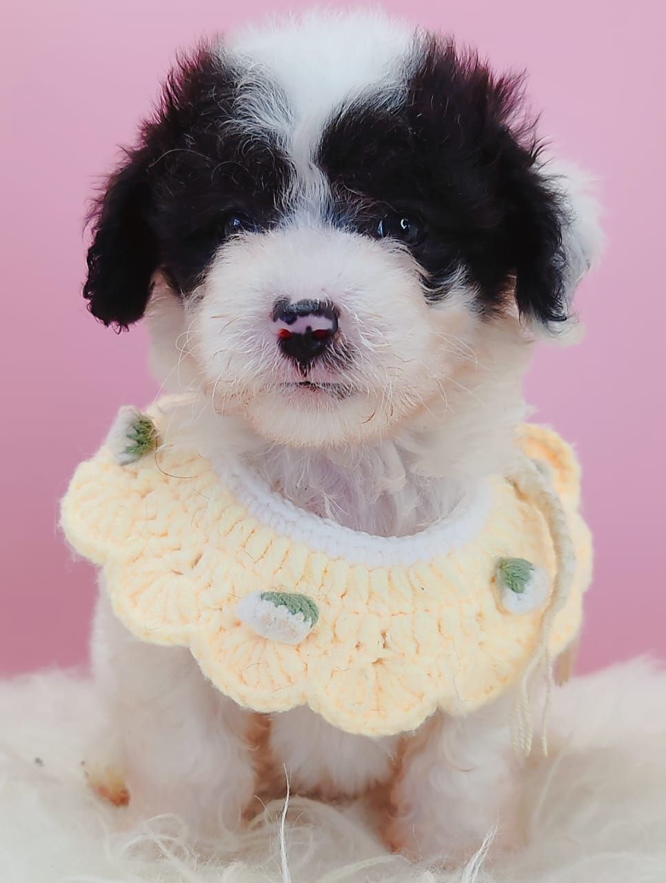 Maltipoo 马尔泰迪