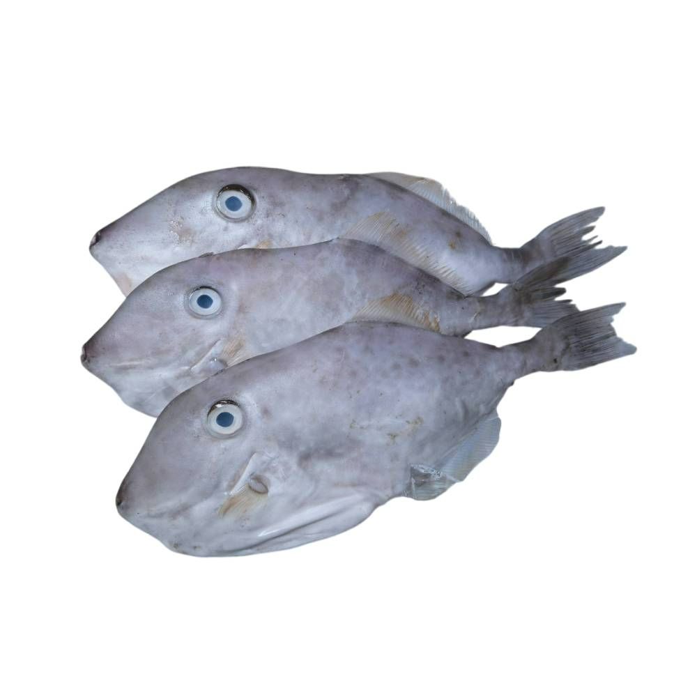 Frozen Leather Jacket Fish