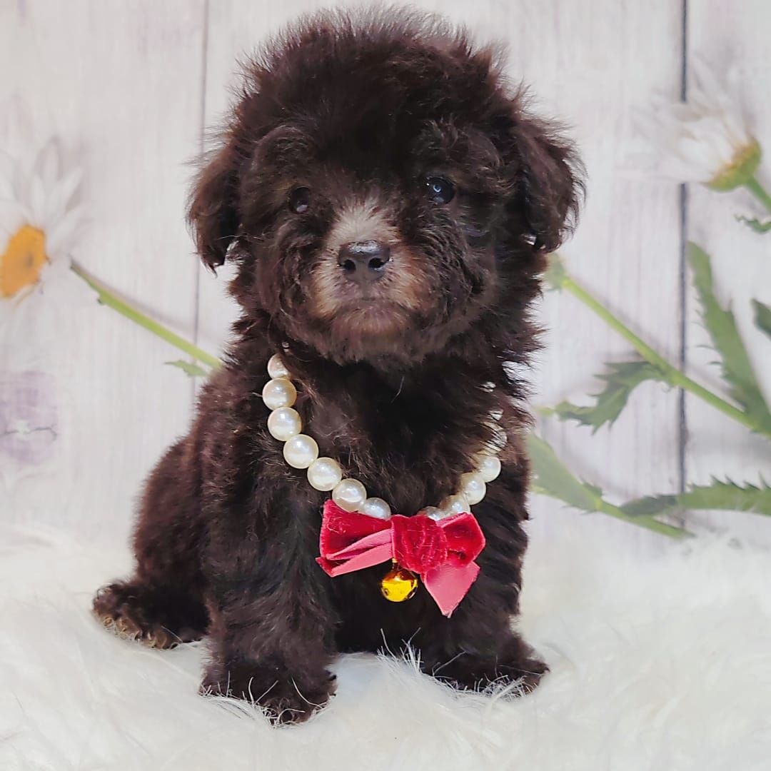 Poodle 璐靛娉拌开