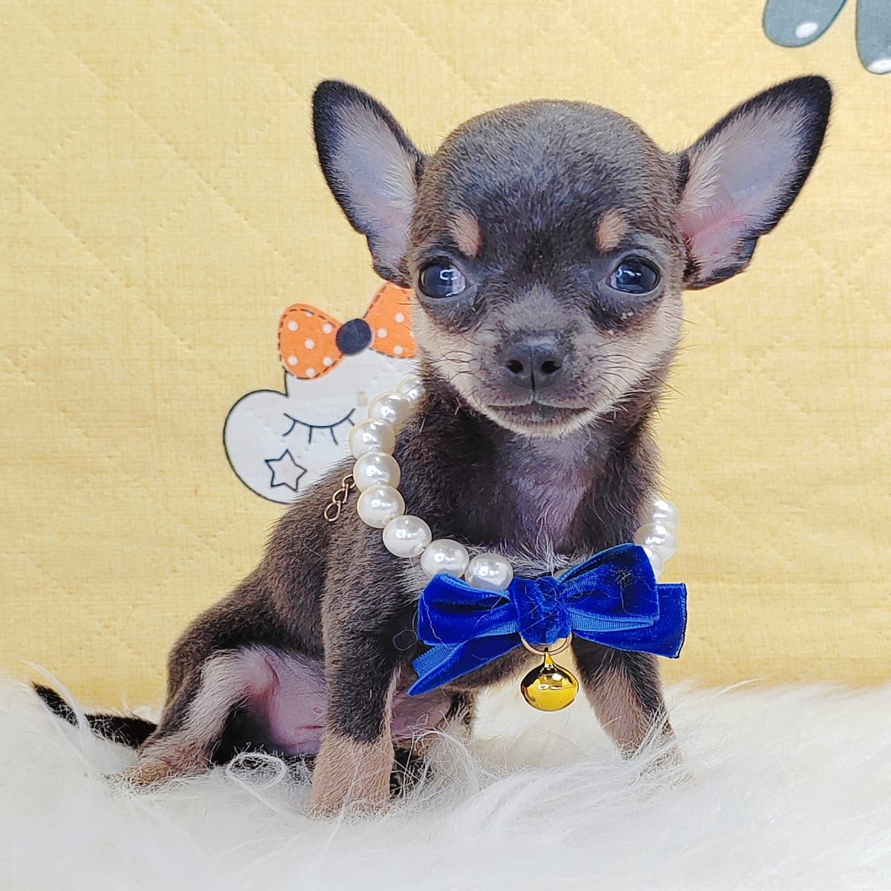 Chihuahua 吉娃娃