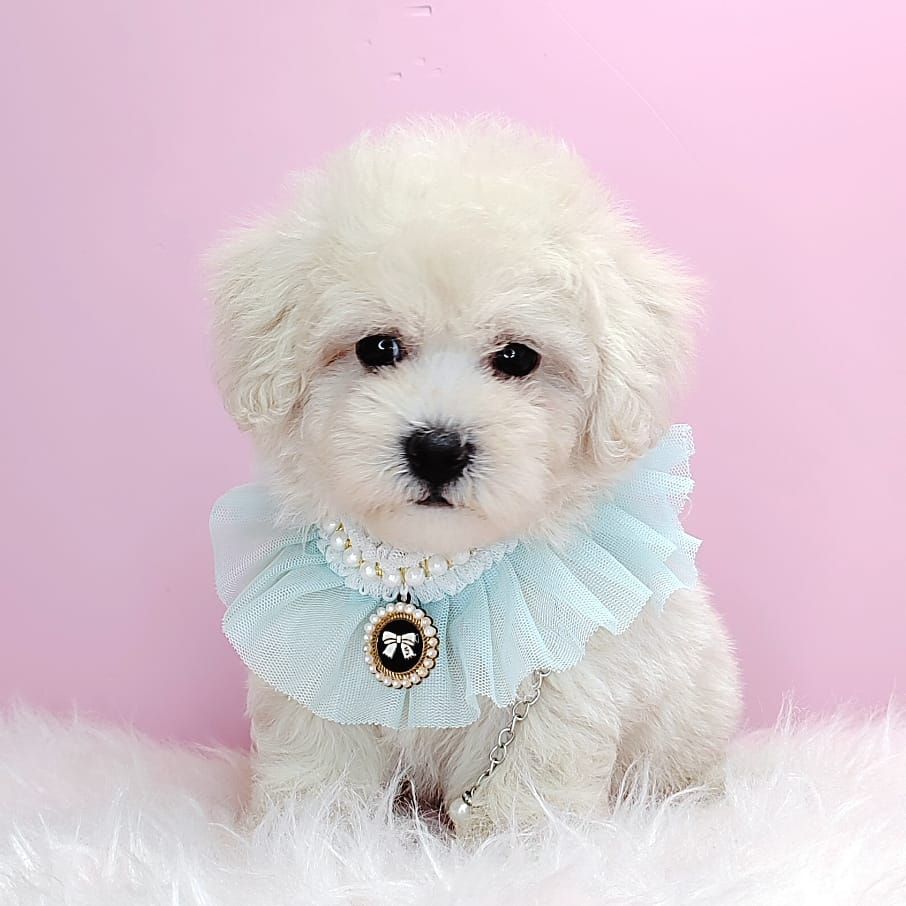 Poodle 娉拌开璐靛