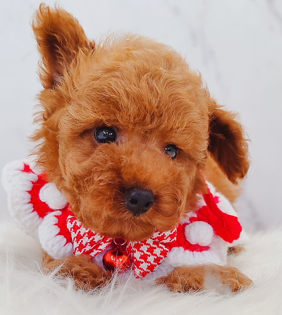 Poodle 娉拌开璐靛