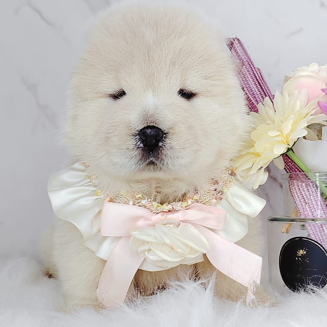 Chow Chow 松狮犬