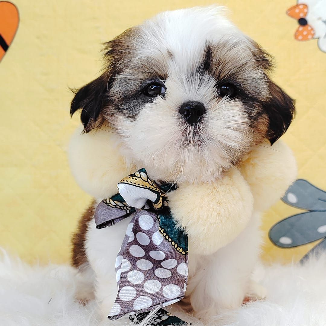 Shih Tzu 西施