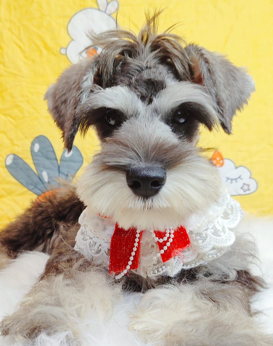 Schnauzer 雪纳瑞