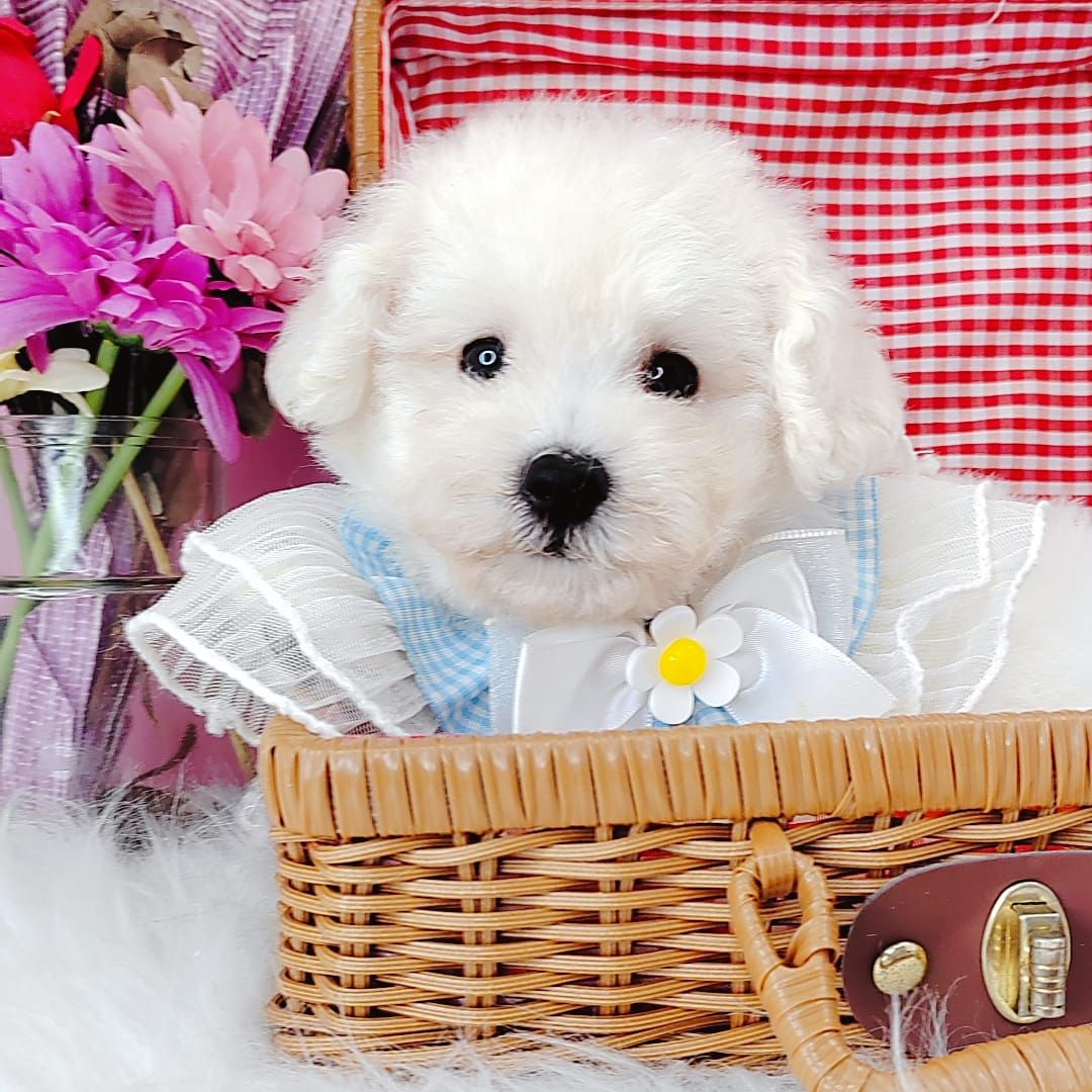 Poodle 娉拌开璐靛