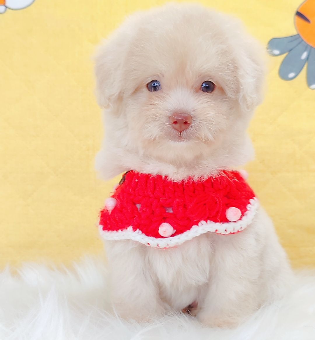 Maltipoo 马尔泰迪