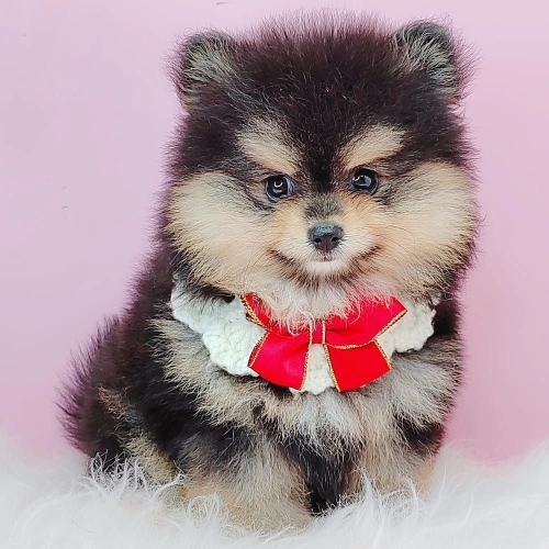 Pomeranian  - FURGATHER DESTINY PET HOUSE