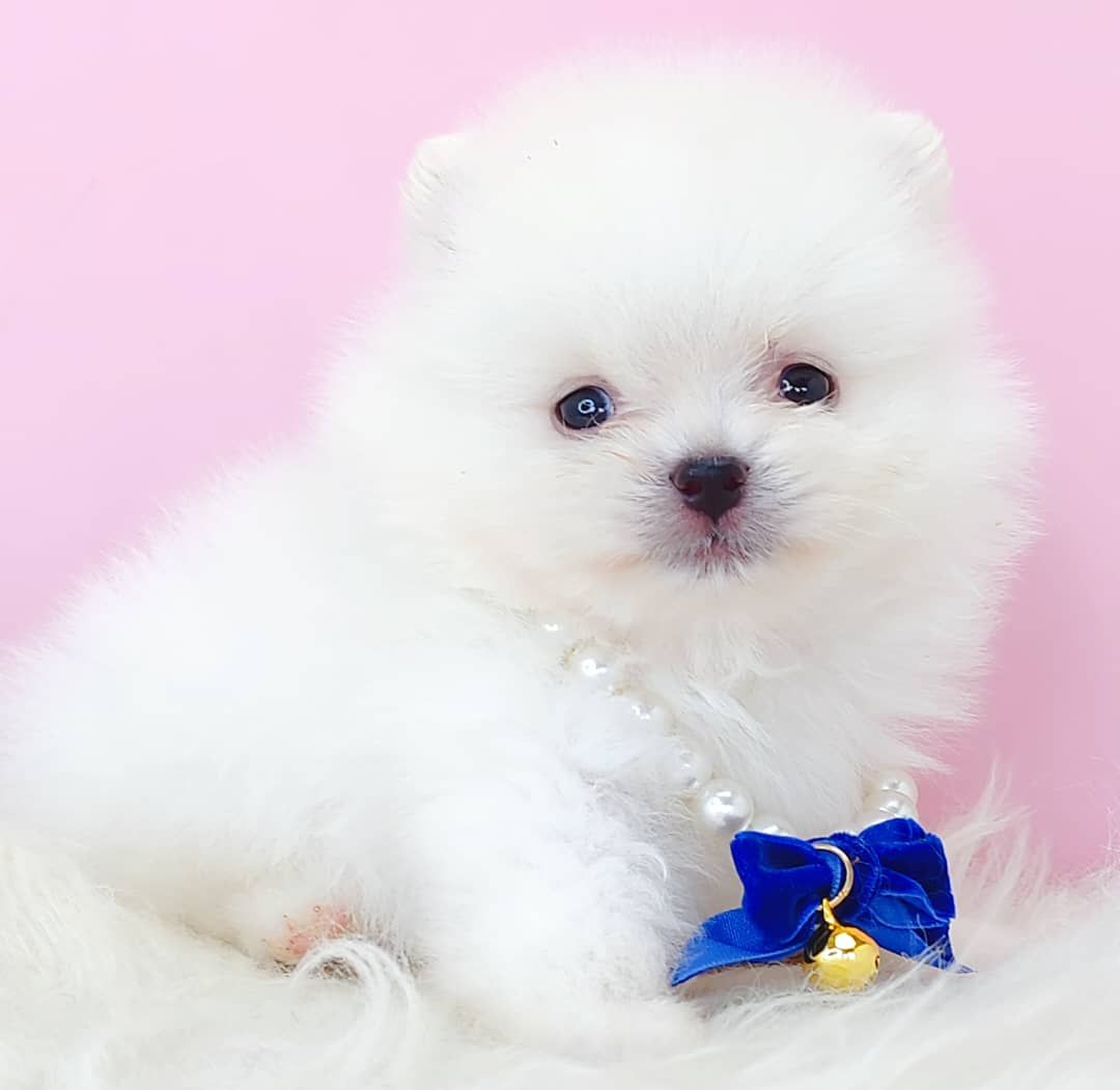 Pomeranian 博美
