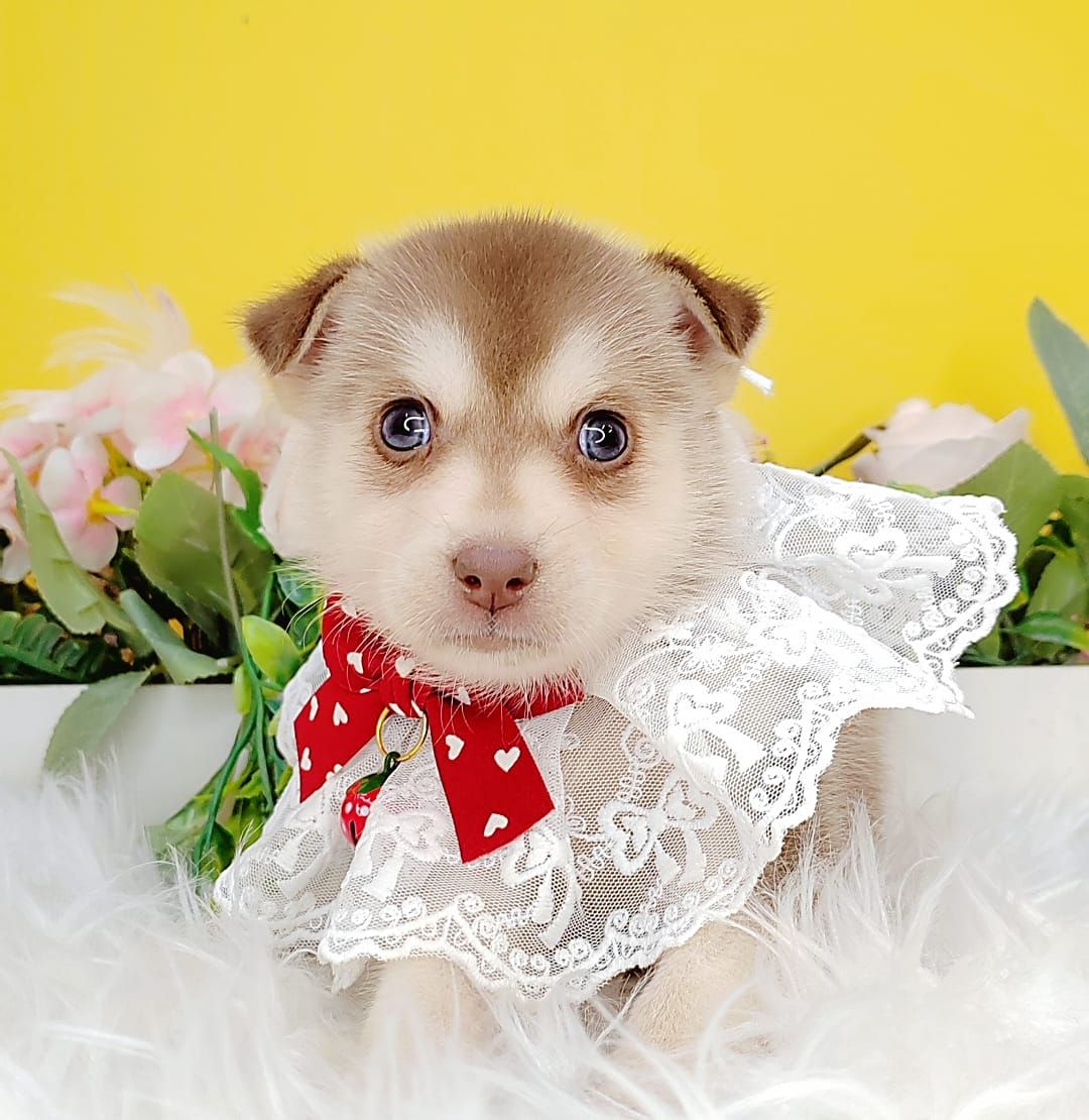 Pomsky 博士奇