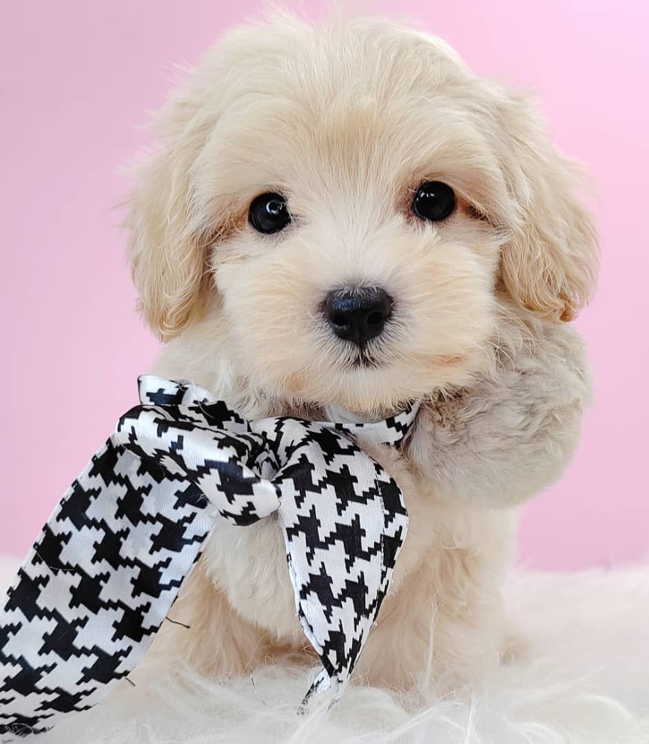 Maltipoo 马尔泰迪