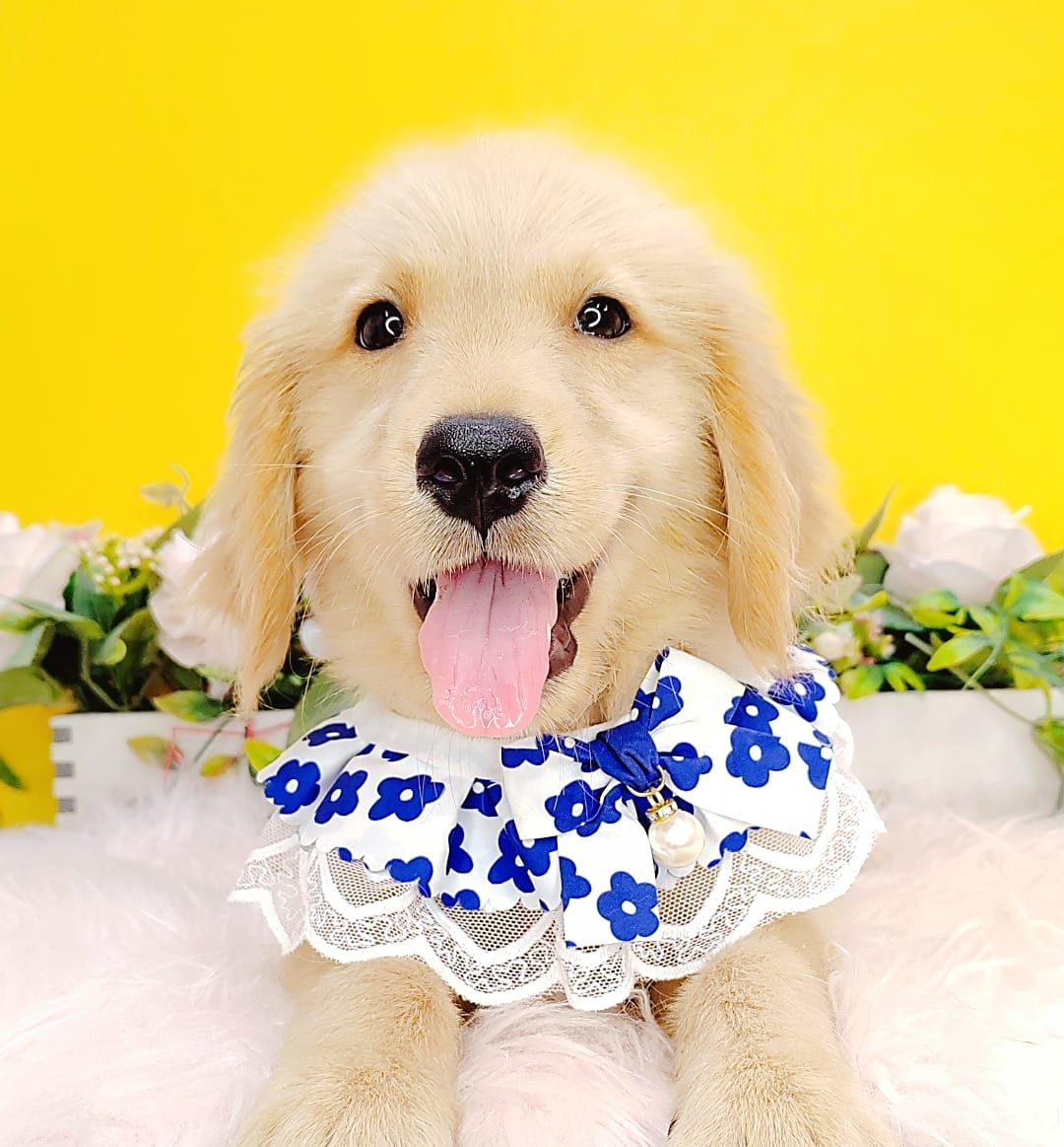 Golden Retriever 黄金猎犬