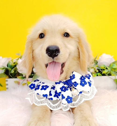 Golden Retriever 黄金猎犬 - FURGATHER DESTINY PET HOUSE