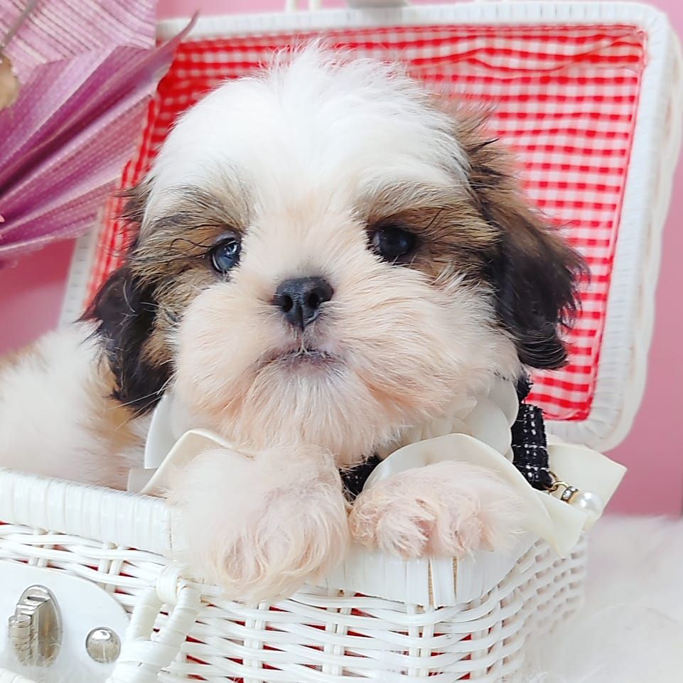 Shih Tzu 西施