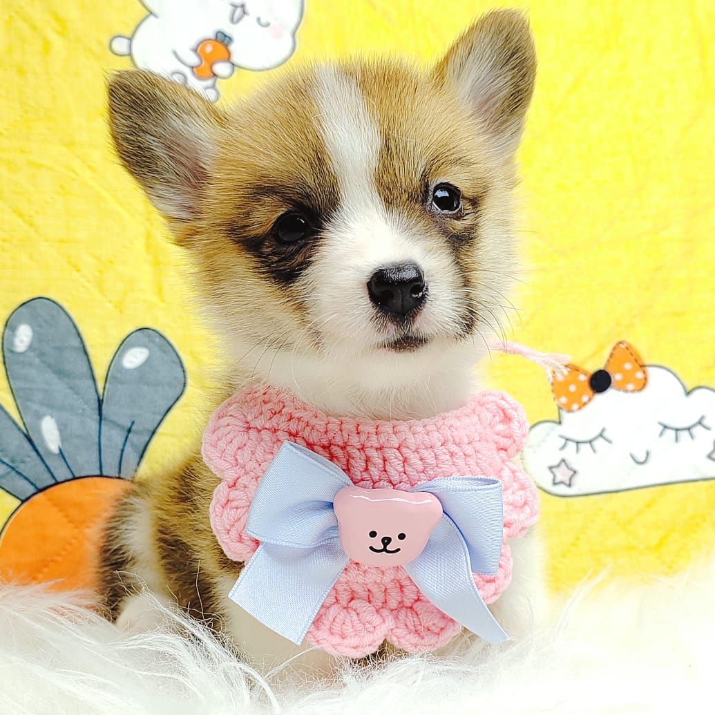 Corgi 柯基