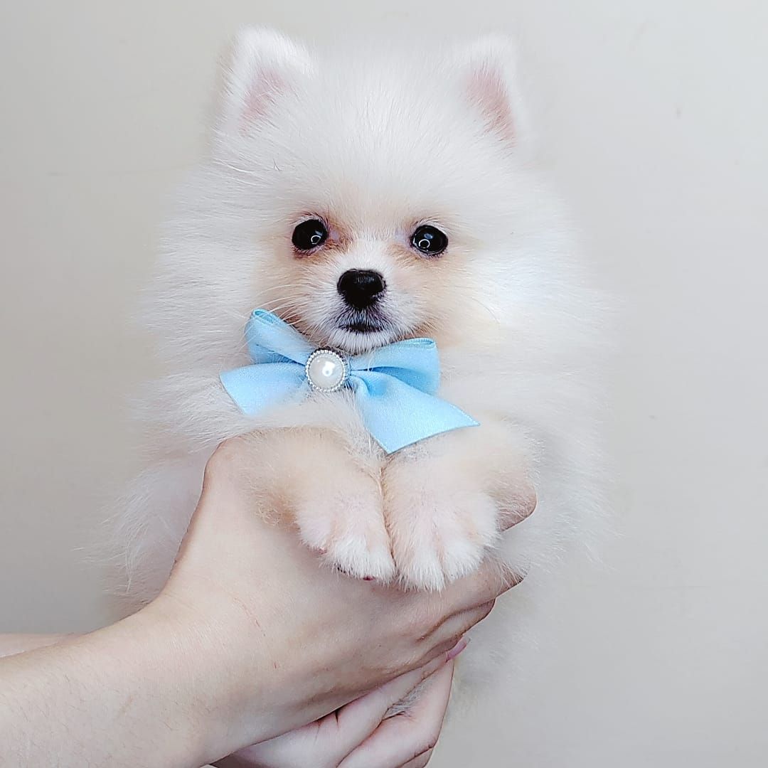 Pomeranian 博美