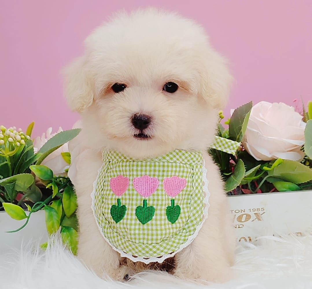 Poodle 娉拌开璐靛