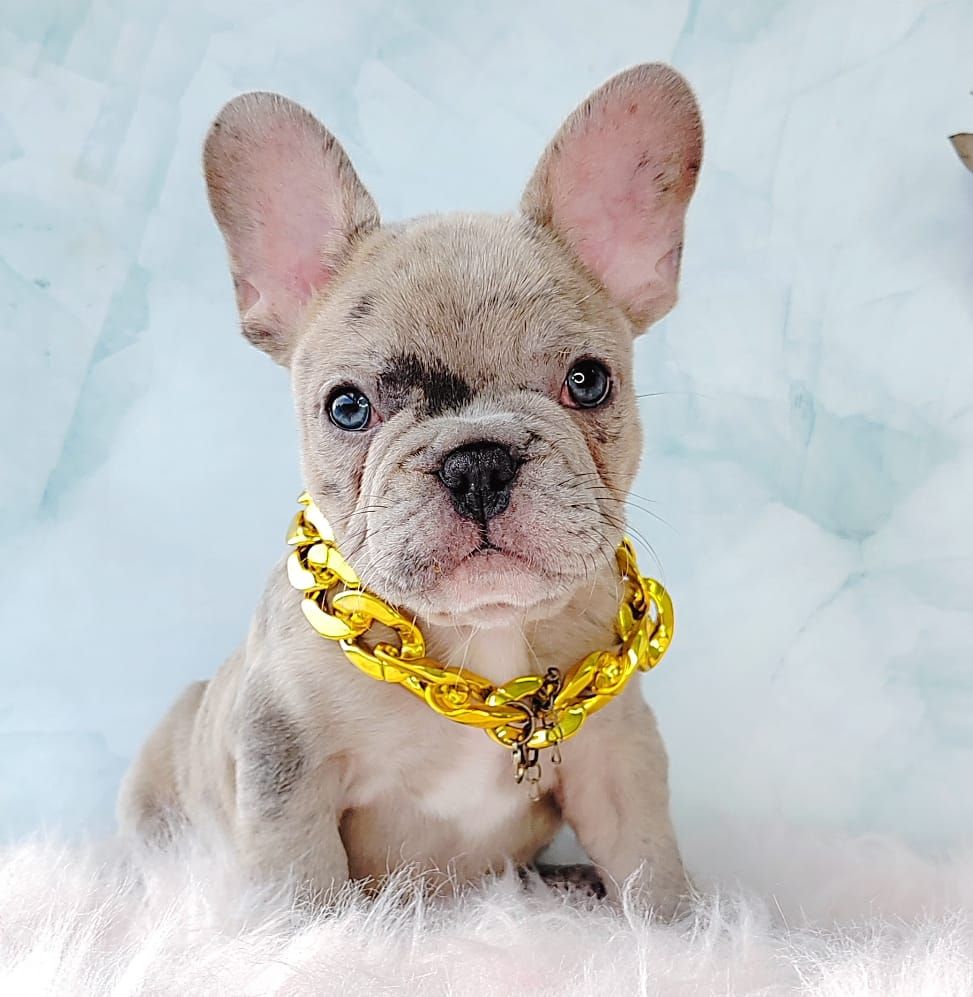 French Bulldog 法斗