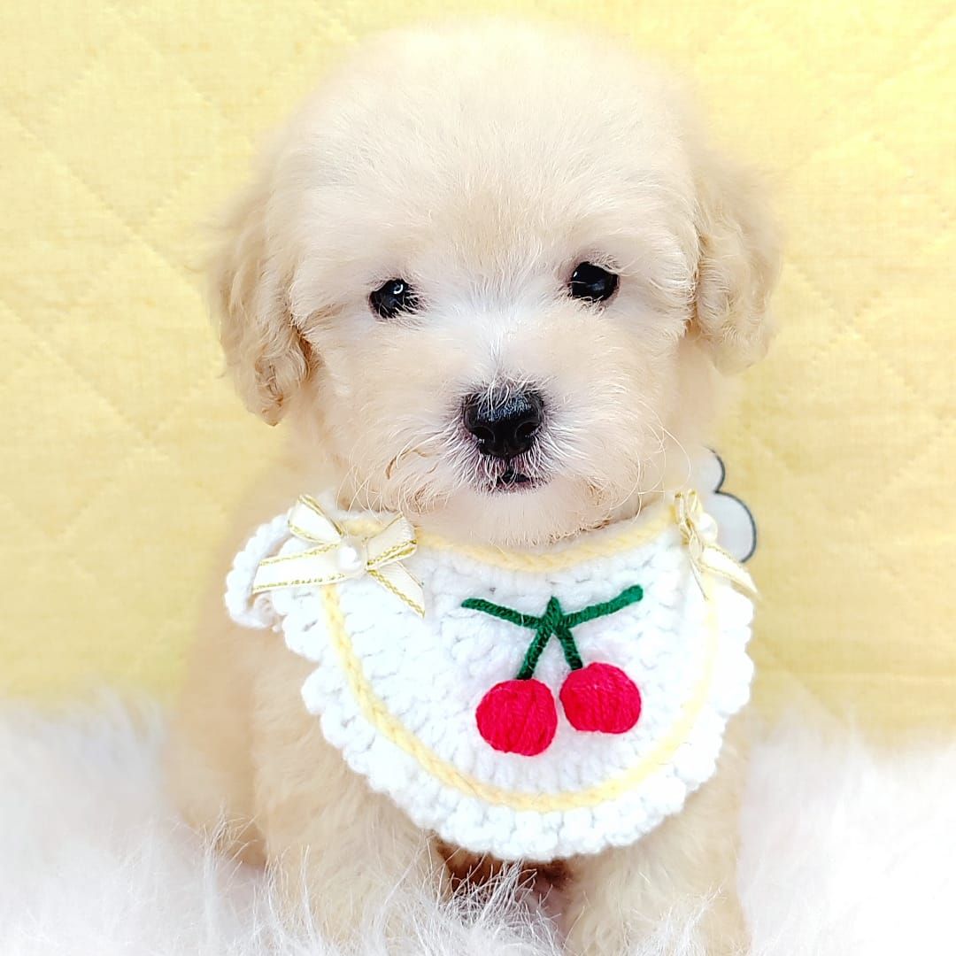 Poodle 娉拌开璐靛