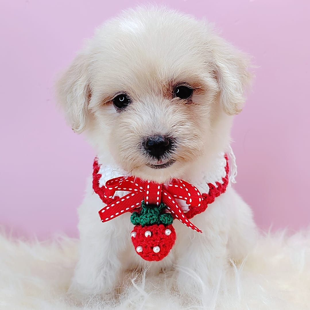 Maltipoo 马尔泰迪