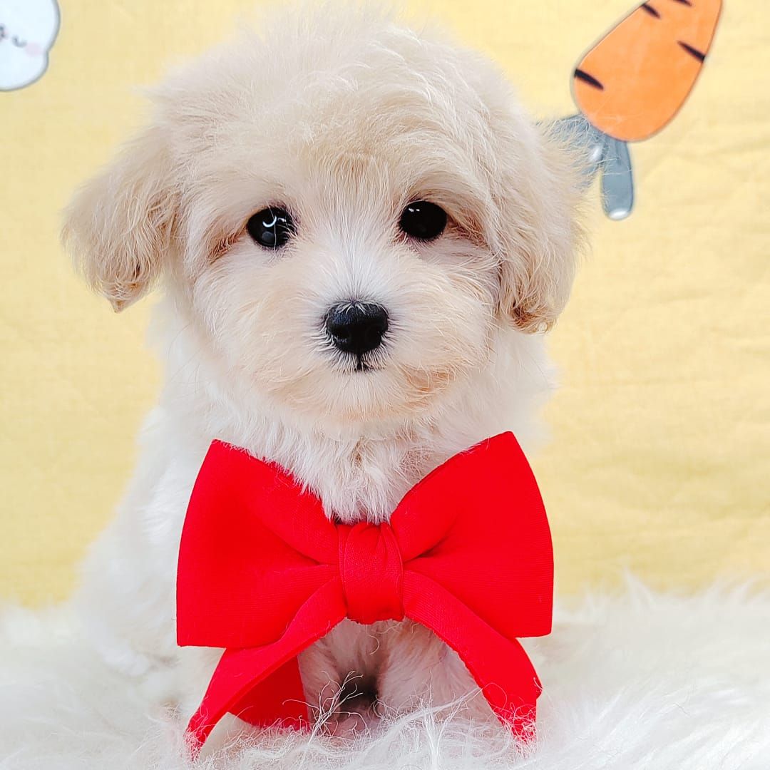 Maltipoo 马尔泰迪