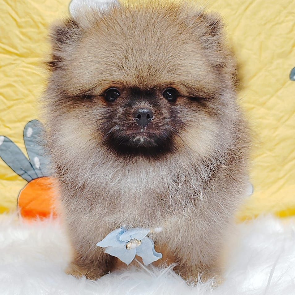 Pomeranian 博美