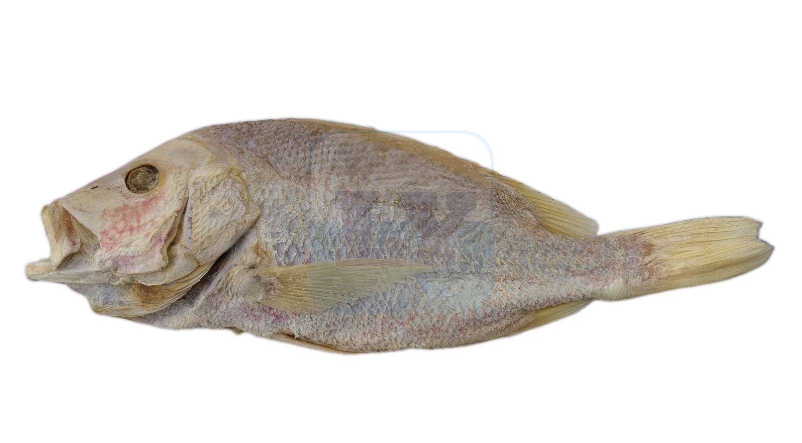 Ikan Masin Merah 梅香红鱼