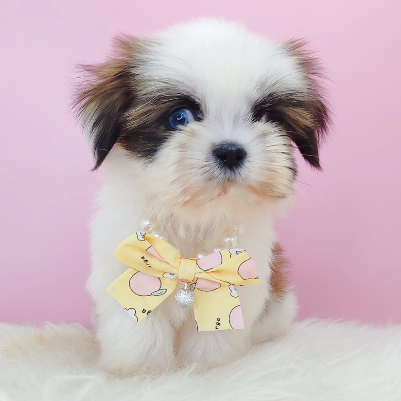 Shih Tzu 西施