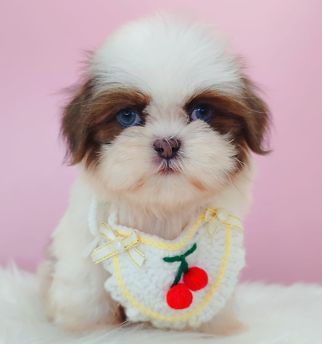 Shih Tzu 西施