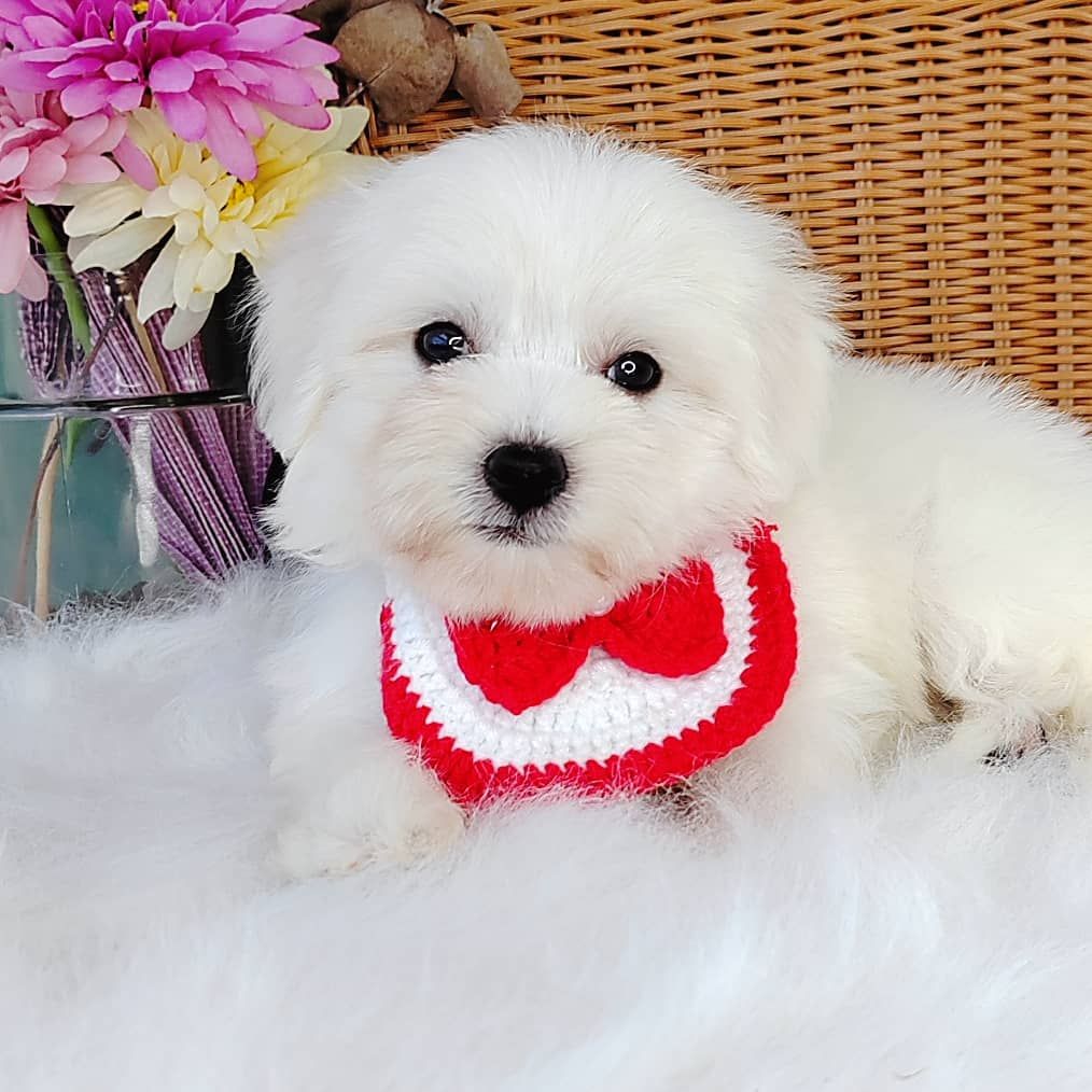 Maltese 马尔济斯