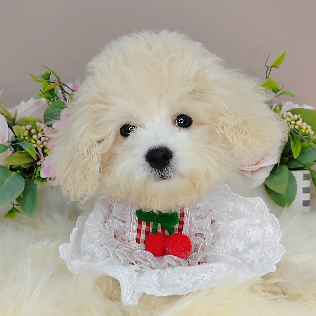 Maltipoo 马尔泰迪